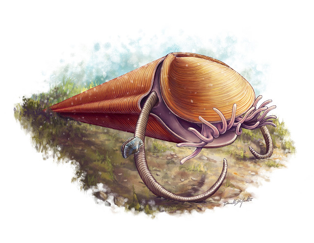 Haplophrentis carinatus reconstruction (Image courtesy Danielle Dufault/ROM)