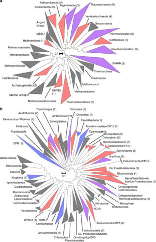 A remarkable diversity of microorganisms discovered in one of Yellowstone springs