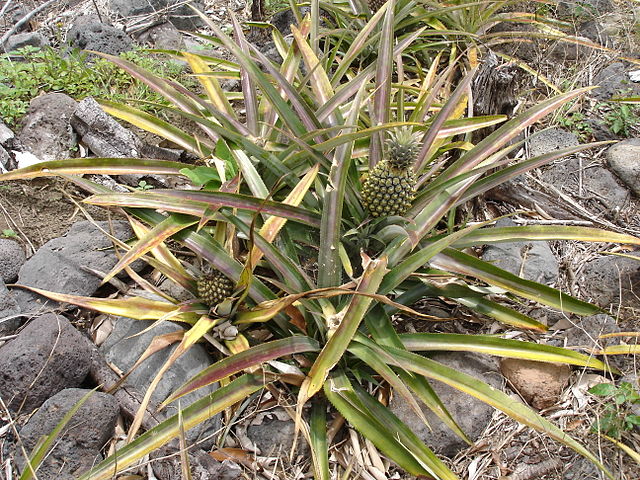 Pineapple (Ananas comosus) plants