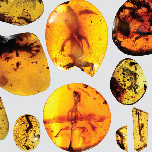 The ancient reptiles trapped in amber (Photo David Grimaldi)