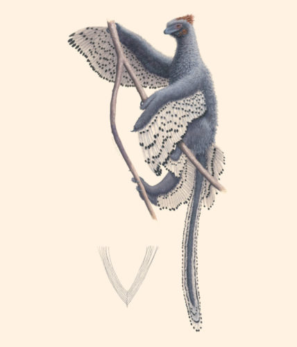 Anchiornis huxleyi reconstruction (Image courtesy Rebecca Gelernter)