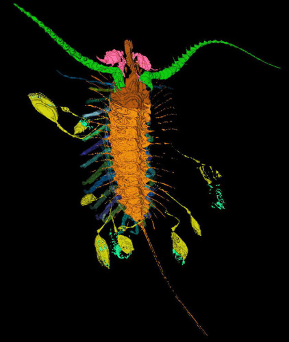 Aquilonifer spinosus reconstruction (Image Derek Briggs)