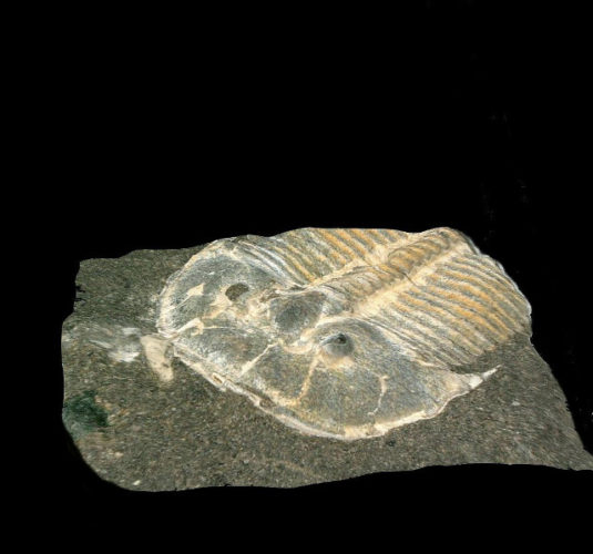 Aulacopleura kionickii fossil (Photo courtesy Brigitte Schoenemann)