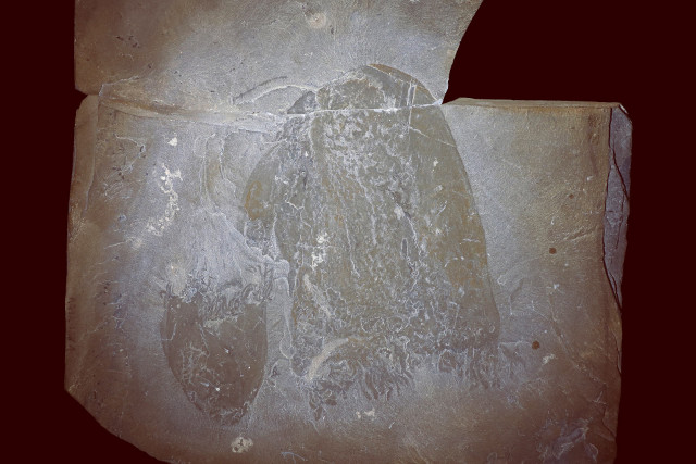 Slab containing Burgessomedusa phasmiformis fossils (Photo courtesy Jean-Bernard Caron, Royal Ontario Museum)