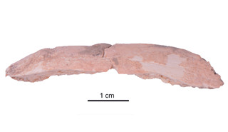 The partial rib attributed to a Denisovan