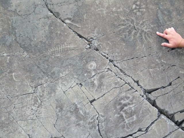 Ediacara fossils found in Namibia (Photo courtesy Simon A.F. Darroch. All rights reserved)