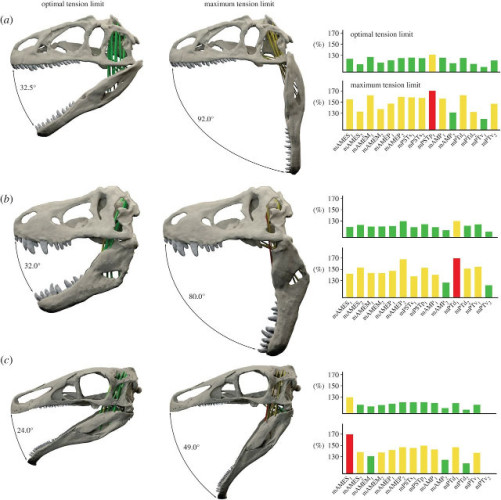 A simulation of jaw gape with a diagram showing the muscles' strain for (a) Allosaurus fragilis, (b) Tyrannosaurus rex and (c) Erlikosaurus andrewsi (Image Stephan Lautenschlager, University of Bristol. All rights reserved)