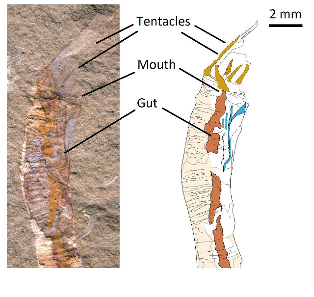 Gangtoucunia aspera