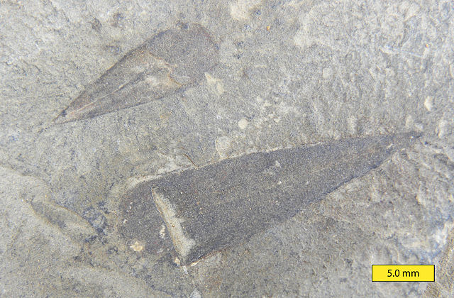 Haplophrentis carinatus fossils (Photo Wilson44691)