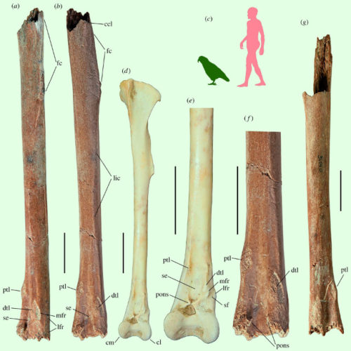 Heracles inexpectatus was a giant parrot that lived 19 million years ago