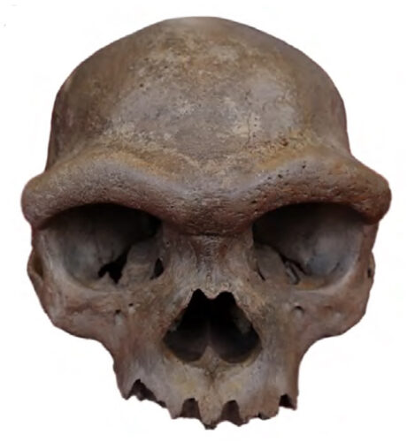 The Harbin Cranium (Image courtesy Fu et al. (2025))