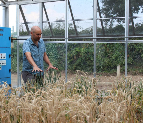 Dr Cristobal Uauy in a bread wheat greenhouse (Photo courtesy Ruby O'Grady. All rights reserved)