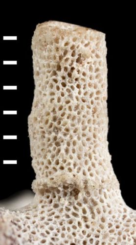 Jablonskipora kidwellae fossil (Photo courtesy Paul Taylor/London's Natural History Museum)
