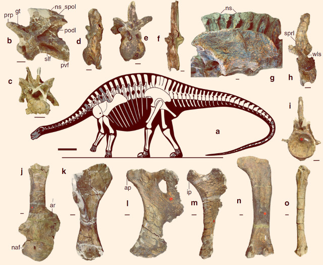 Lingwulong shenqi silhouette and bones