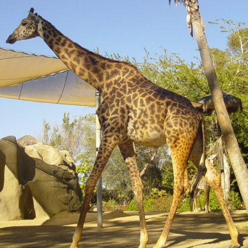 Masai Giraffe, also known as the Kilimanjaro Giraffe, (Giraffa camelopardalis tippelskirchi)