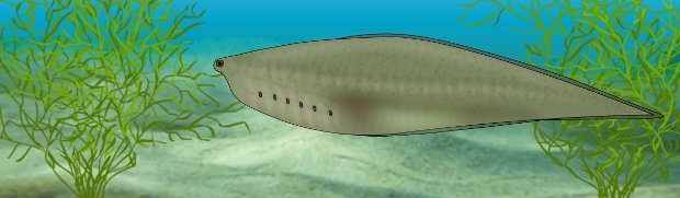 Artistic concept of Metaspriggina swimming near colonies of the cyanobacterium Marpolia