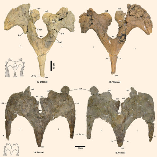 Bones of Navajoceratops sullivani and Terminocavus sealeyi