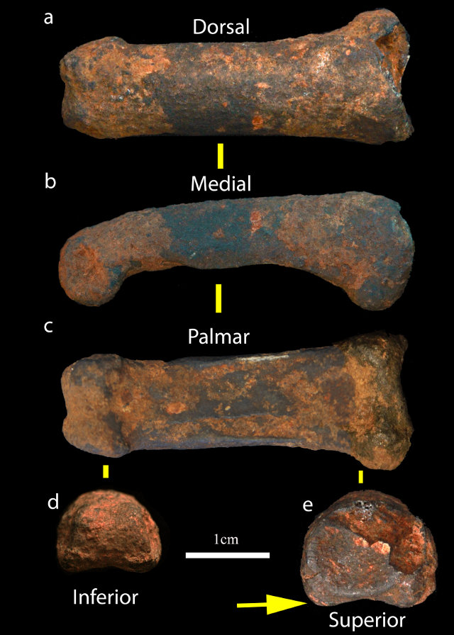New hominin finger bone found at the Sterkfontein Caves (Photo courtesy Jason Heaton. All rights reserved)