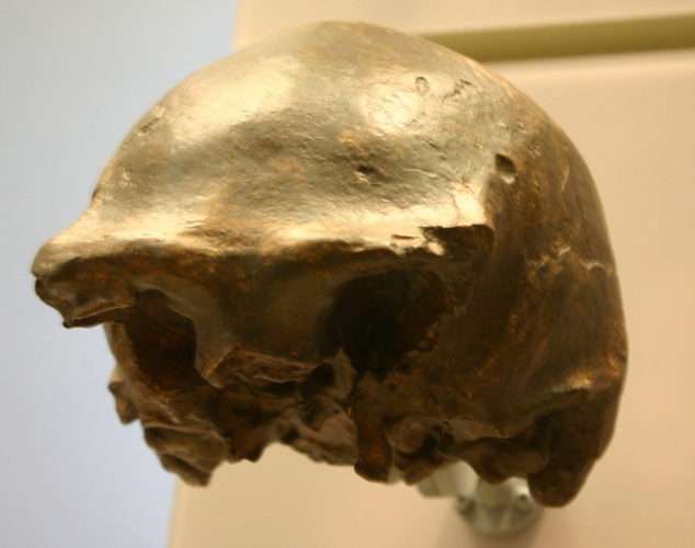 Skullcap of Ngandong Homo erectus