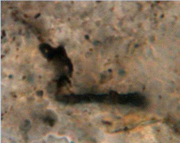 Pilbara Formation Microfossil (Image courtesy J. William Schopf/UCLA Center for the Study of Evolution and the Origin of Life)