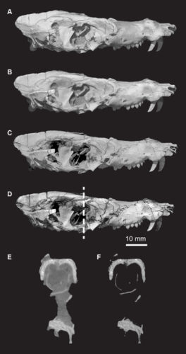 Pseudotherium argentinus was a relative of mammals that lived 230 million years ago