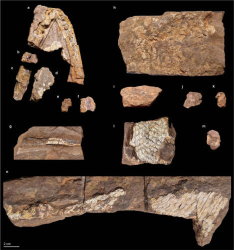 Qikiqtania wakei fossils