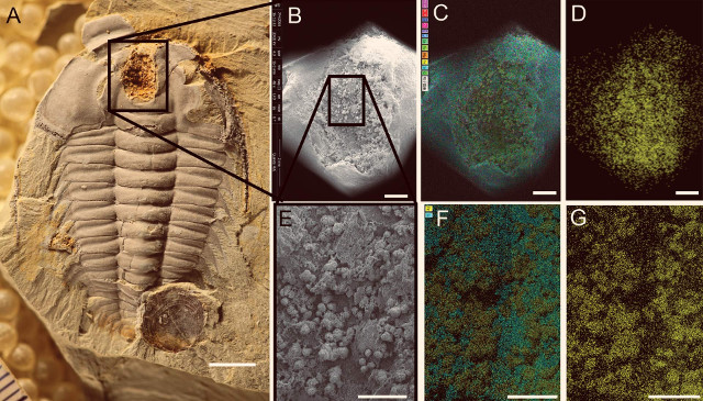 Redlichia mansuyi (Image courtesy Hopkins et al)