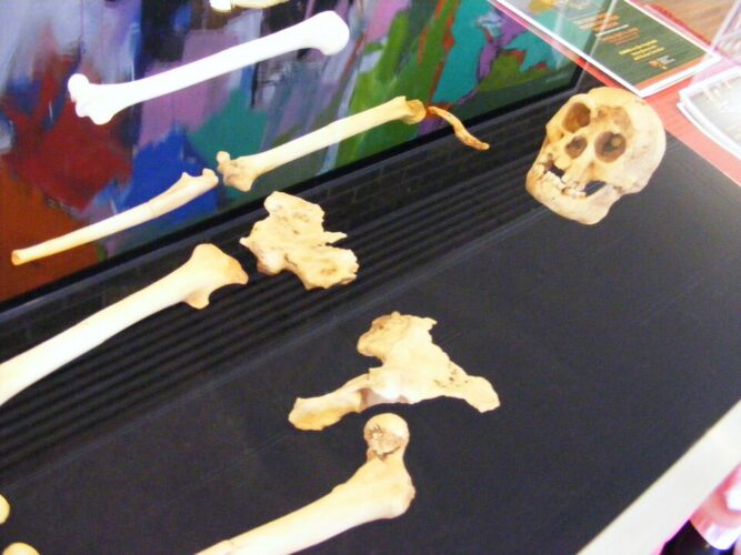 Homo floresiensis skeleton