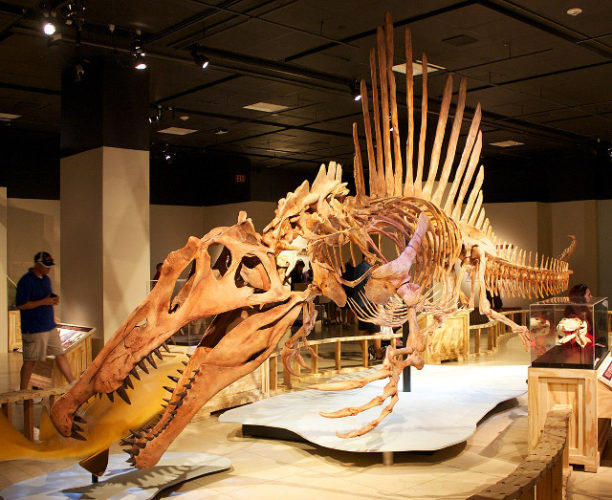 Spinosaurus aegyptiacus skeleton