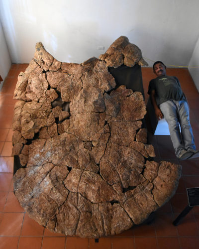 Dr. Rodolfo Sánchez and a male carapace of Stupendemys geographicus (Photo courtesy Edwin Cadena)