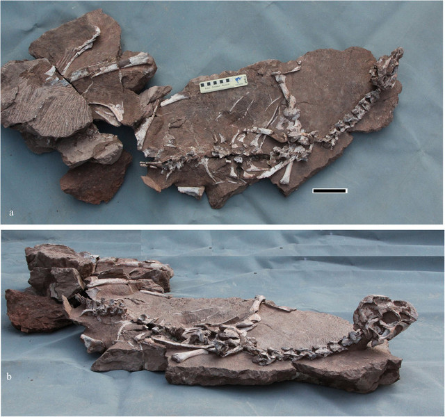 Tongtianlong limosus skeleton (Image courtesy Junchang Lü et al.)