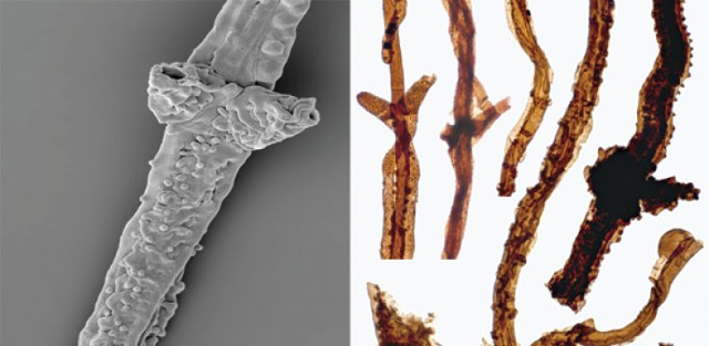 Filaments of Tortotubus protuberans (Image courtesy Martin R. Smith)