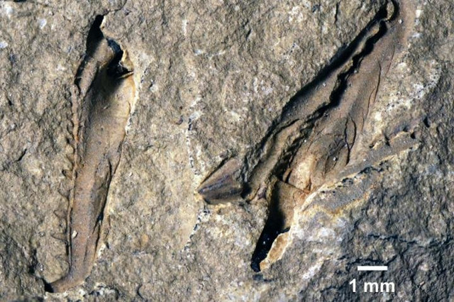 Websteroprion armstrongi fossil (Photo courtesy Luke Parry)