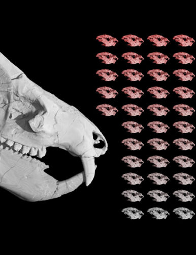 Kayentatherium wellesi adult with its babies (Image courtesy Eva Hoffman / The University of Texas at Austin)