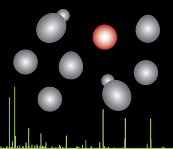 Evolution in yeast species (grey and red) with mass spectrometry in green (Image courtesy Villen Lab/University of Washington)