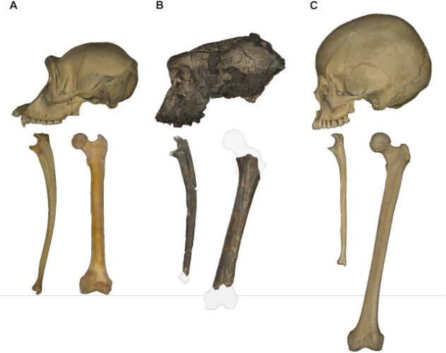 The skull, ulna, and femur of a chimpanzee (A), Sahelanthropus tchadensis (B), and Homo sapiens (C)