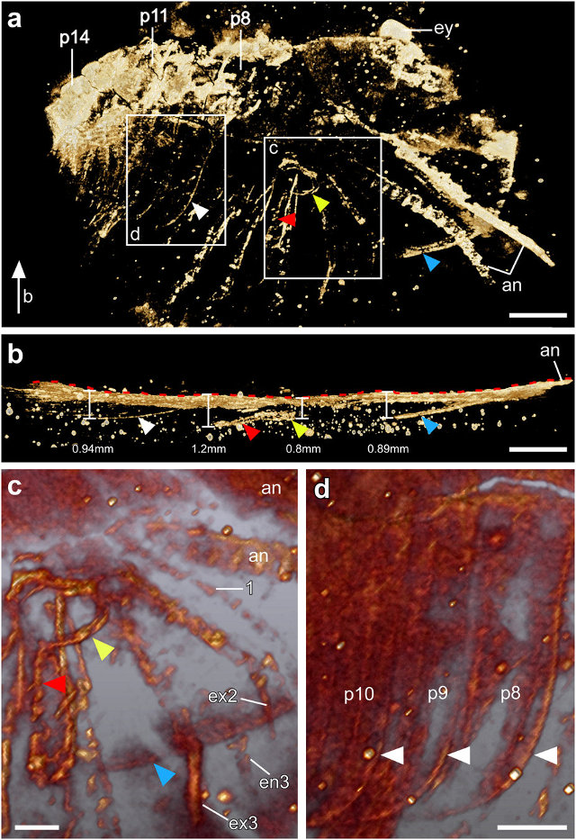 Xandarella spectaculum examined using computed microtomography, with the specimen rotated in the b secions and some close-ups in the c and d sections (Image courtesy Yu Liu)