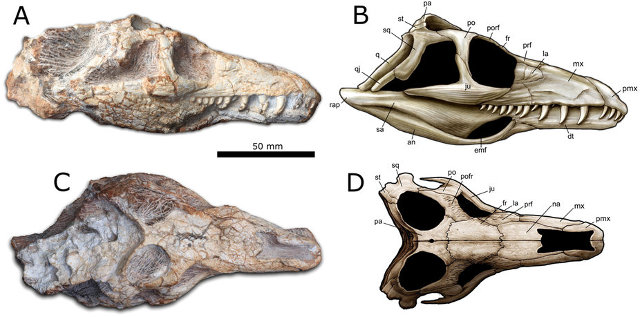 The skull of Teyujagua paradoxa