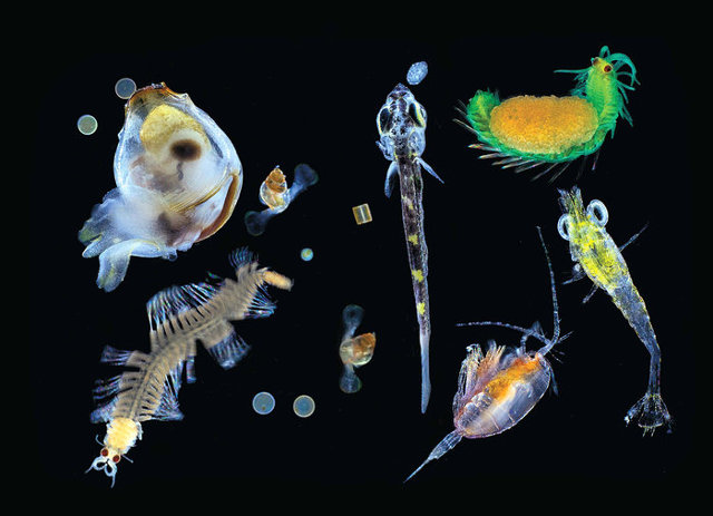 Various forms of plankton (Image courtesy Christian Sardet/CNRS/Tara Expeditions)