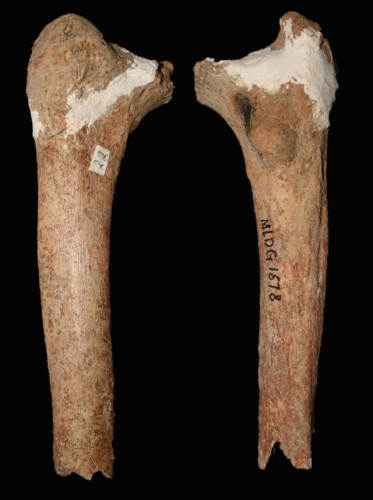 The femur found in the Red Deer Cave in China (Image courtesy Darren Curnoe & Ji Xueping. All rights reserved)
