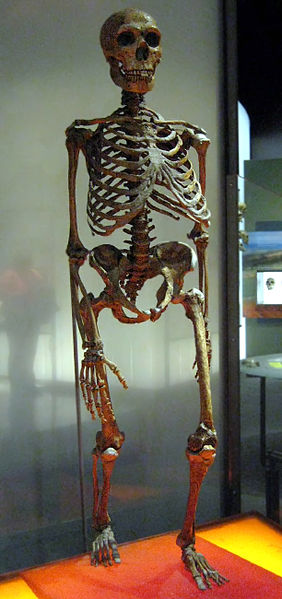 Neanderthal Skeleton