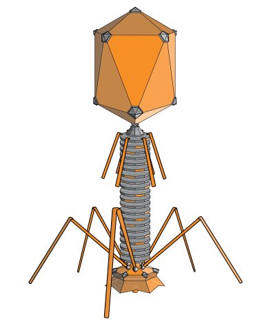 Rendering of a bacteriophage virus