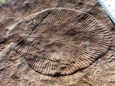 Dickinsonia costata, a typical fossil of the Ediacara biota