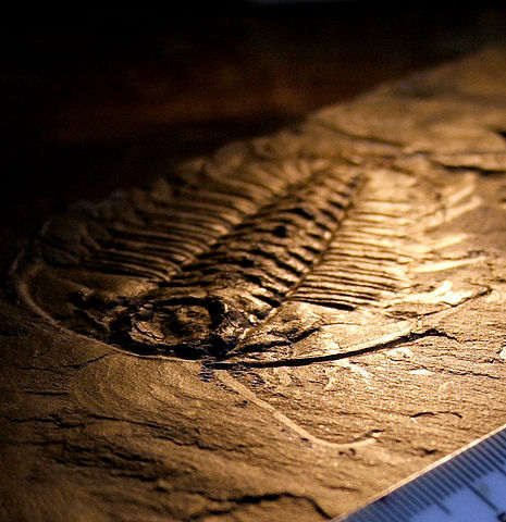 Trilobite fossile from the Burgess Shale