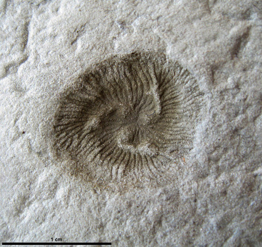 Fossil of Tribrachidium heraldicum
