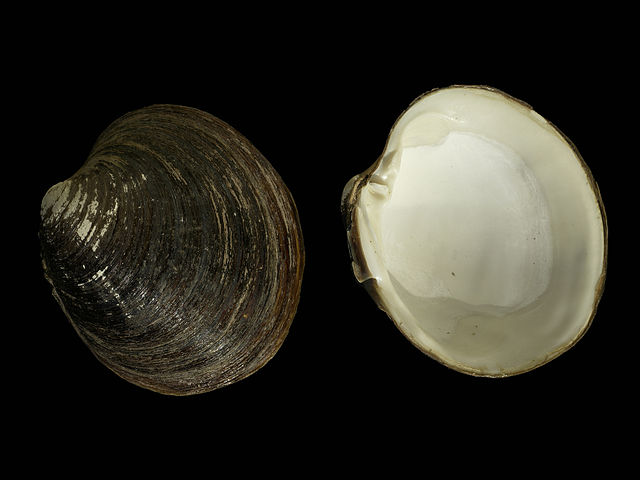 The valves of an ocean quahog