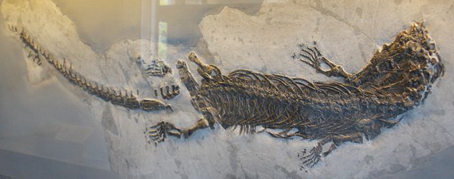 Fossil of Askeptosaurus italicus