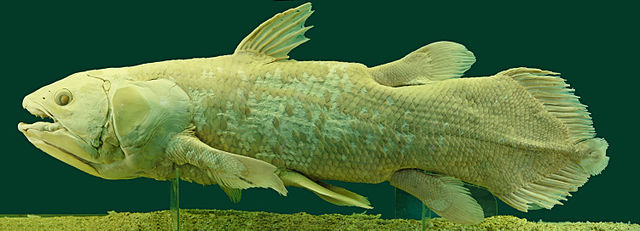 A speciman of Latimeria Chalumnae, a modern Coelacanth