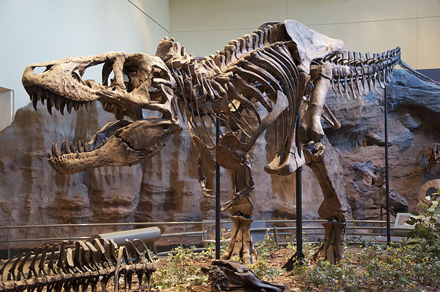 Scheleton of Tyrannosaurus Rex at the Carnegie Museum of Natural History in Pittsburgh