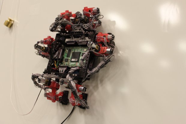 The gecko robot Abigaille walking on a wall (Image Simon Fraser University School of Engineering Science/MENRVA)